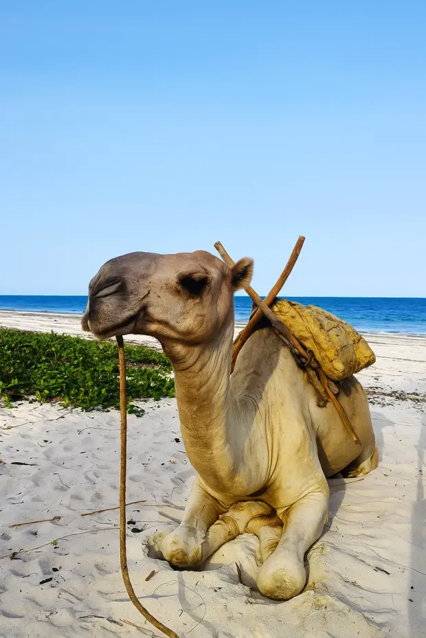 Цена путевки в Египет на январь